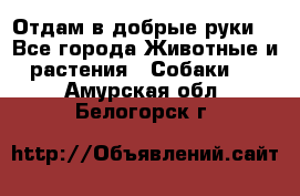 Отдам в добрые руки  - Все города Животные и растения » Собаки   . Амурская обл.,Белогорск г.